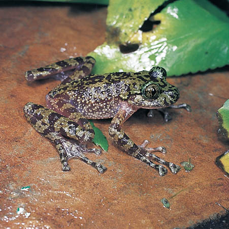 table mountain ghost frog