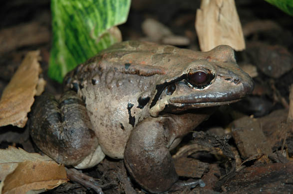 mountain chicken frog