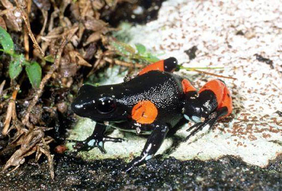 Cowan's mantella