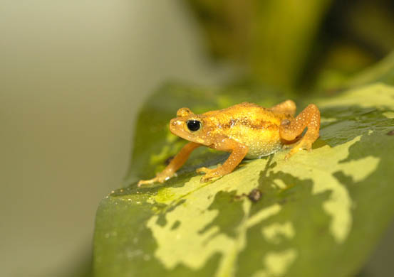 Nectophrynoides asperginis, Kihansi spray toad. The Kihansi spray toad, a dwarf toad, lives only in the fine mist created by the cascading waters of the Kihansi Falls in the southern Udzungwa Mountains of Tanzania. It is threatened with extinction by the diversion of water for a hydroelectric plant, and in spite of attempts to install artificial spray systems to preserve its habitat, a captive breeding programme in US zoos may be the toad’s only hope for survival. Julie Larsen Maher / Wildlife Conservation Society