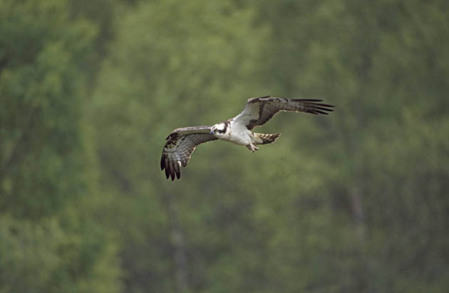 Osprey