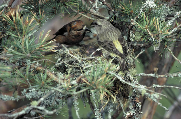 Scottish crossbill