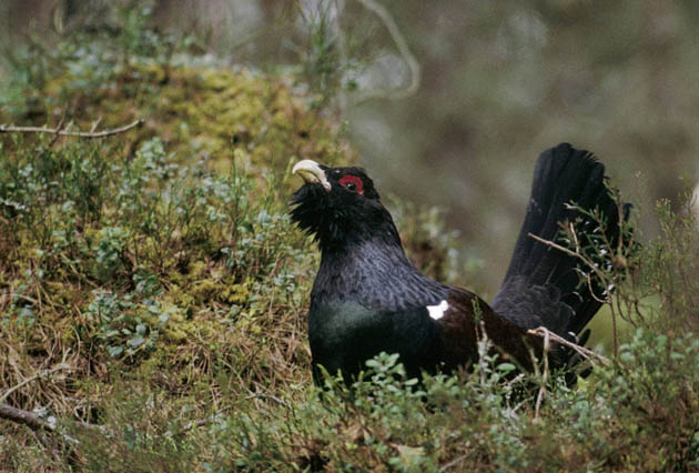 Capercaillie