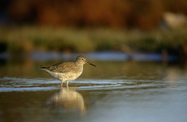 Redshank