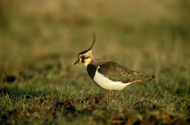 Lapwing