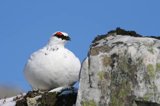 Ptarmigan