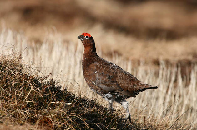 Red grouse