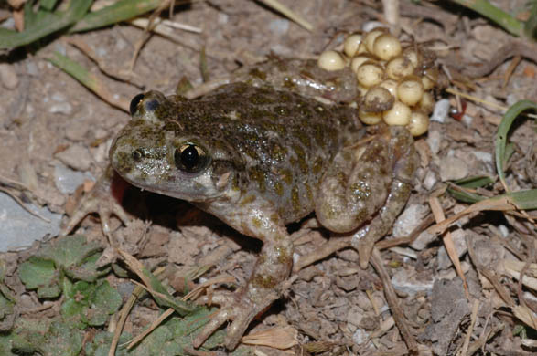 Betic midwife toad