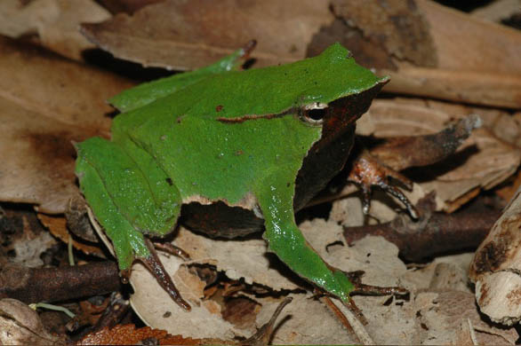 Darwin frog