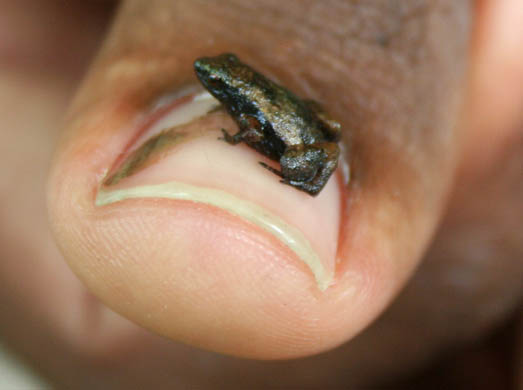 Gardiner's Seychelles frog
