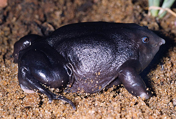 Purple frog