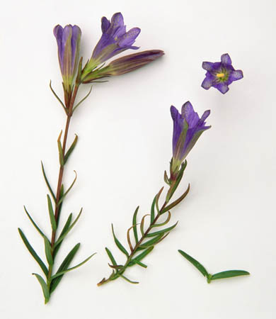 Marsh gentian