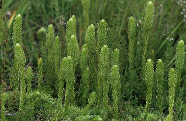 Inundated clubmoss
