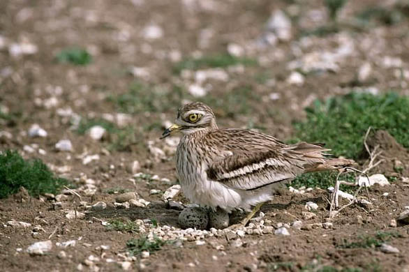 A stone curlew