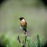 A male stonechat