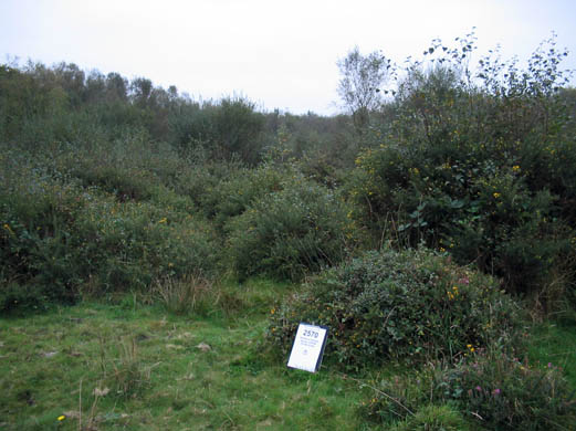 Heathland invaded by scrub