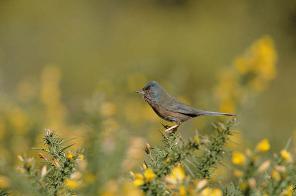 A Dartford warbler