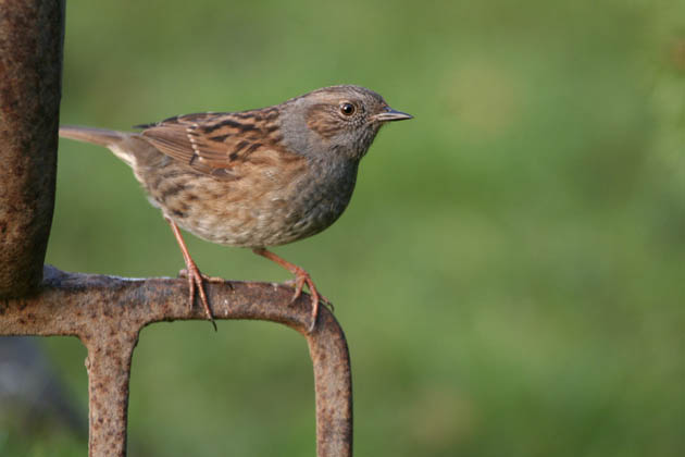 Dunnock