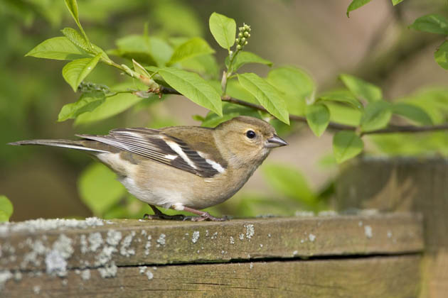 Chaffinch