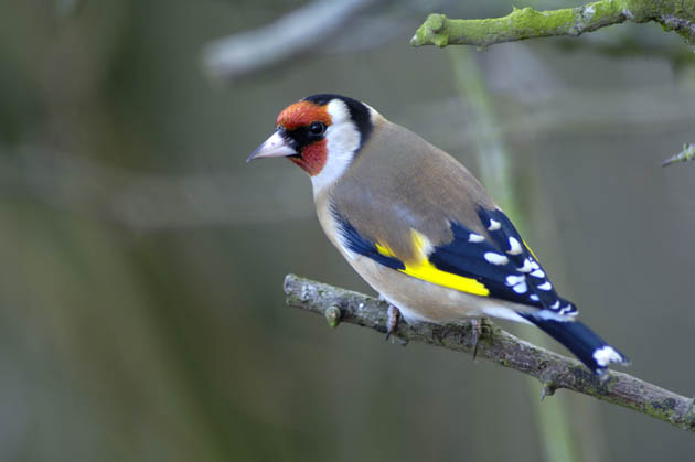 Goldfinch Beak