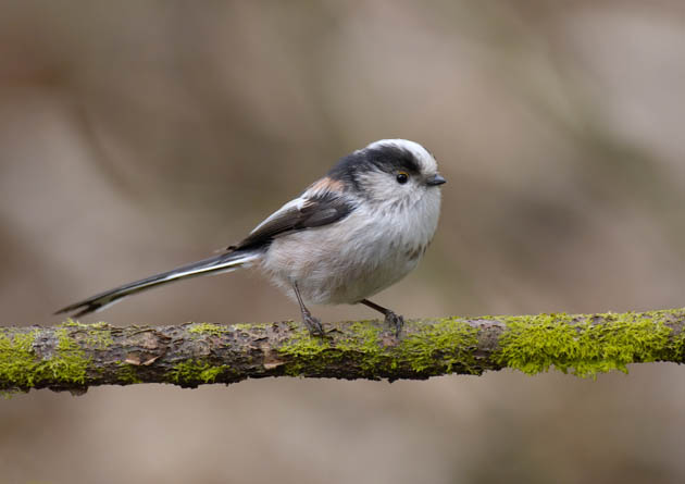 Long tailed tit