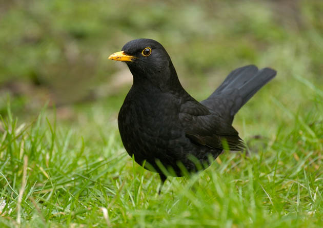 In pictures: RSPB's Big Garden Birdwatch - what can you spot