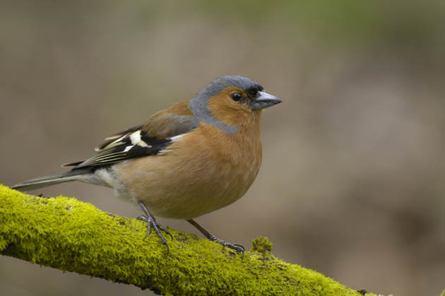 Chaffinch