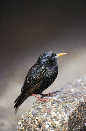Starling