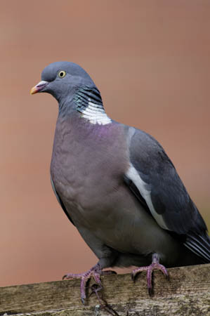 Woodpigeon