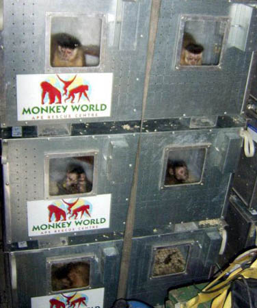 88 capuchins saved from Chilean lab