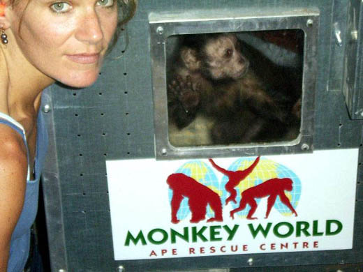 88 capuchins saved from Chilean lab