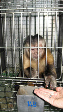 88 capuchins saved from Chilean lab