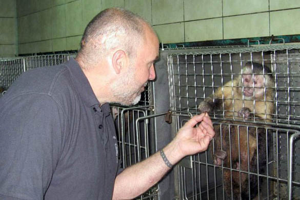 88 capuchins saved from Chilean lab