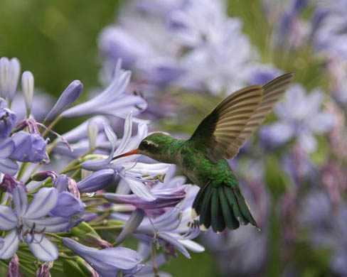 A hummingbird hovers over a flower