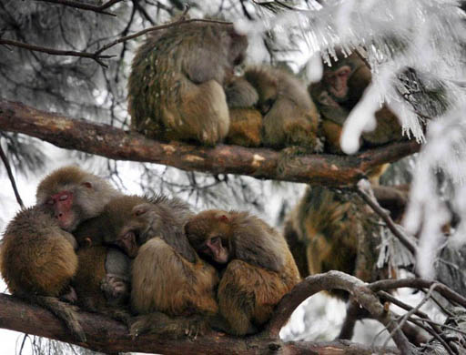 Some wild macaques keep eachother warm in Qianling Park