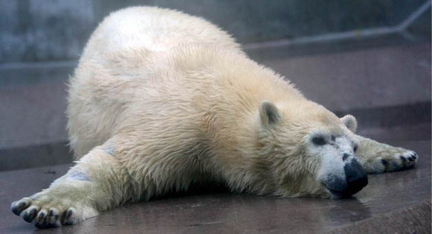 The new female polar bear at the Hellabrunn zoo