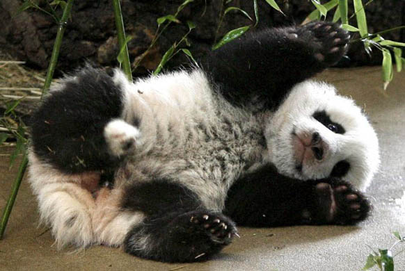 Panda cub Fu Long makes its first public appearance at the Schoenbrunn zoo
