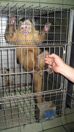 A young male capuchin monkey