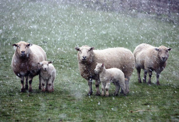 Early lambs in the snow