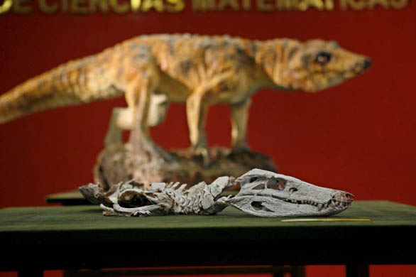 The fossil of a newly discovered prehistoric crocodile