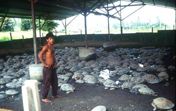 Malaysian giant turtles