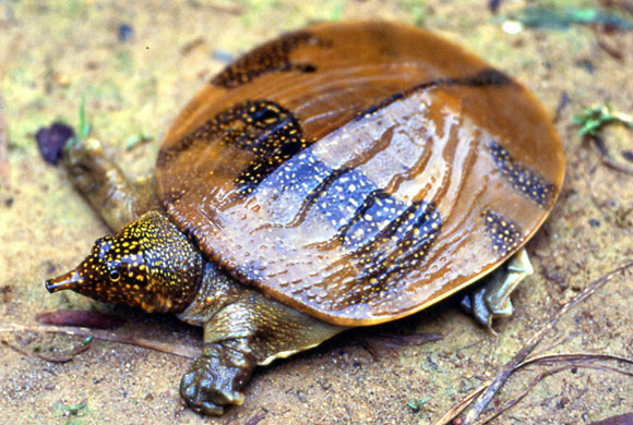 South-east Asian soft shell turtle