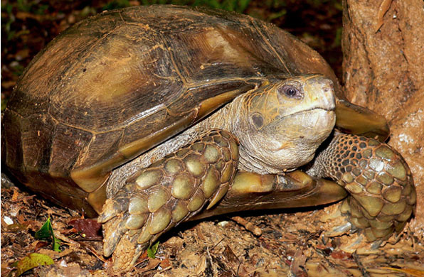 Asian brown tortoise