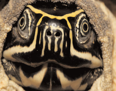 Malayan snail-eating turtle