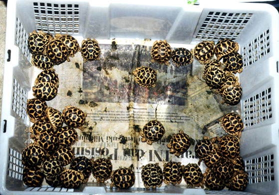 Indian star tortoises