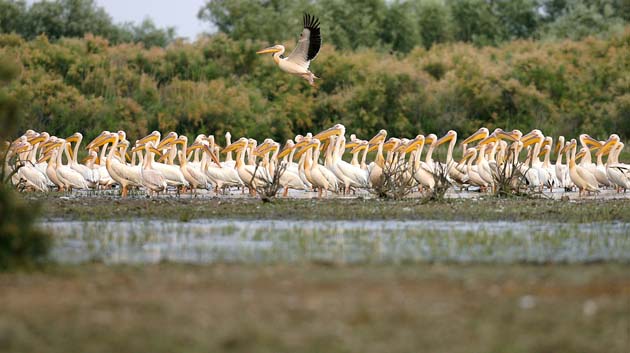 pelican colony ests on Laker in the Danube Delta