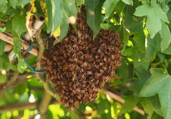 wam of bees invades a tree at Wimbledon
