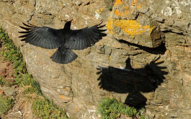 Cornish Chough flying over the nesting site