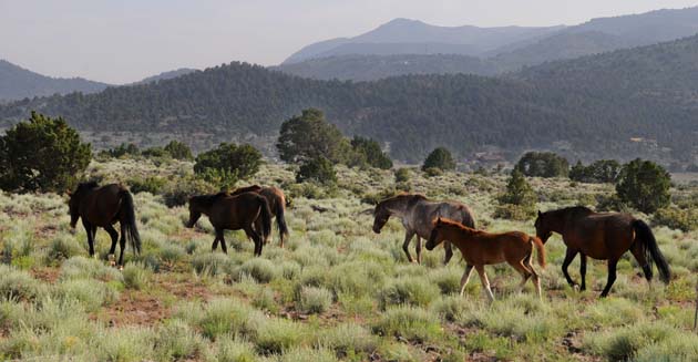 herd of wild horses