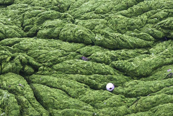 bird rests in algae in China